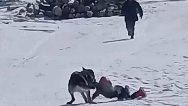 Horrific moment aggressive dog drags away screaming boy, 4, with its fangs