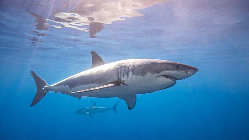 OCEARCH has been tracking Mahone and Breton for 3 years (Image: Getty Images/Image Source)