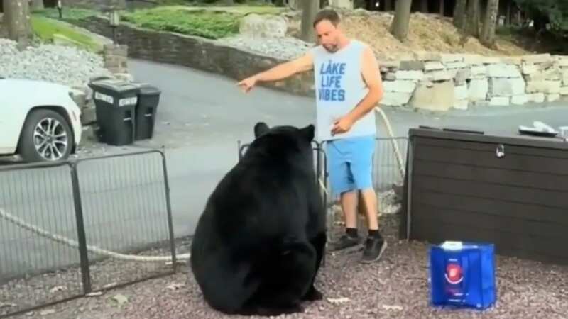 Video captures moment man confronts huge black bear as it interrupts cookout