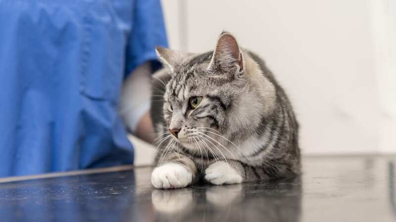 The competition regulator has said it is launching an investigation into the vet industry over concerns that pet owners could be being overcharged (Image: No credit)