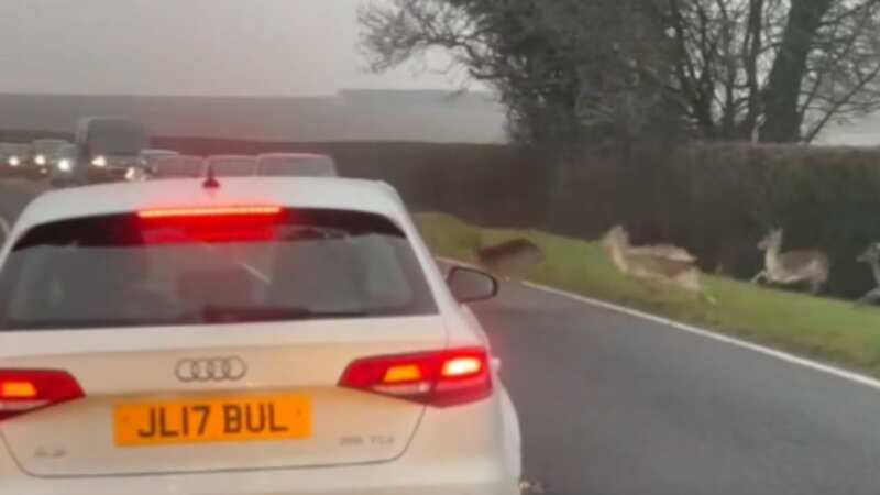 Moment massive herd of deer invades main road and brings traffic to a standstill