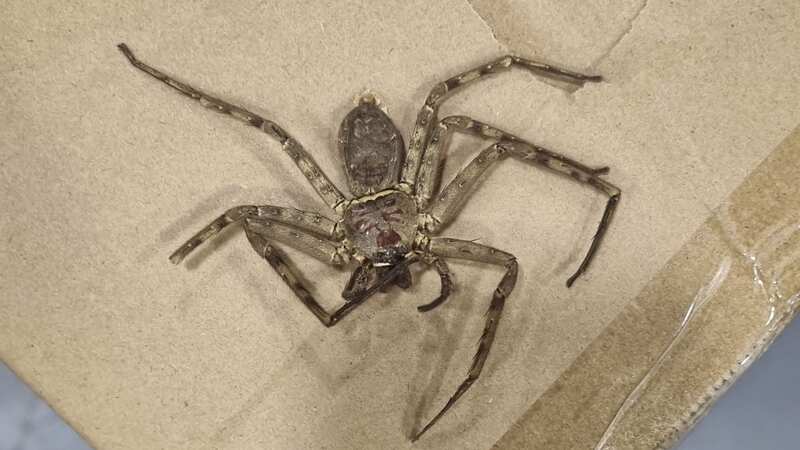 The creepy-crawly after it was found in a warehouse (Image: SWNS)
