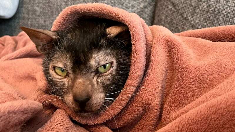 The Lykoi cat called Fern (Image: Cats Protection/SWNS)