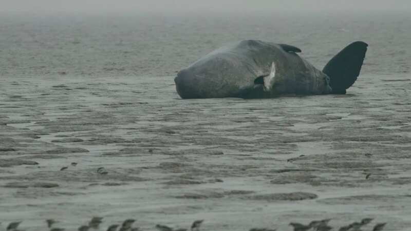 One of the whales washed up on UK shores (Image: BETHAN CLYNE/BDMLR)