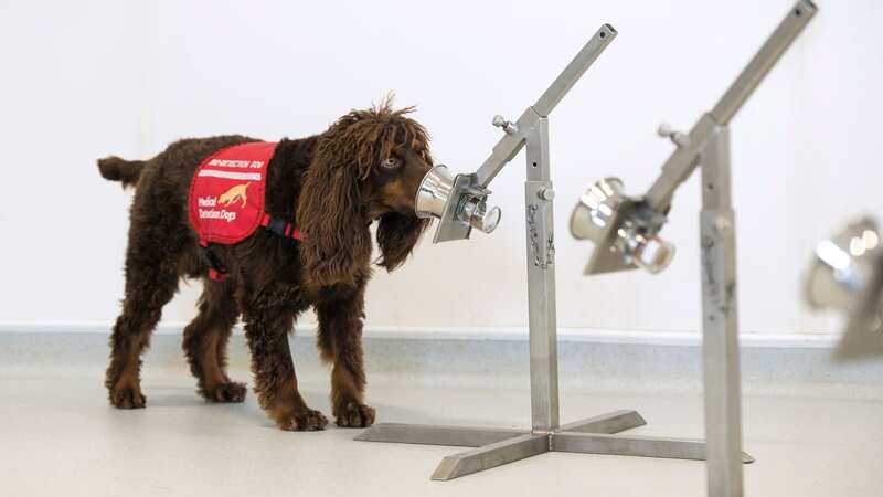 Mirror People’s Pet Awards - Incredible Asher can sniff out ways to help