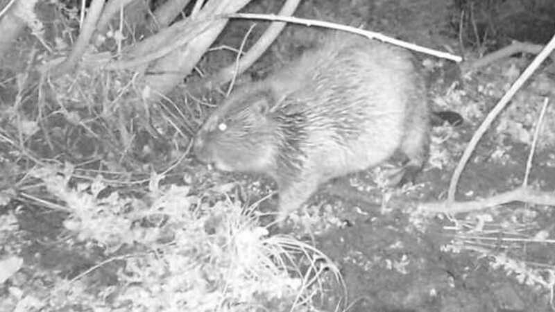 Wild beavers found on reserve on Bodmin Moor (Image: Cornwall Wildlife Trust/SWNS)