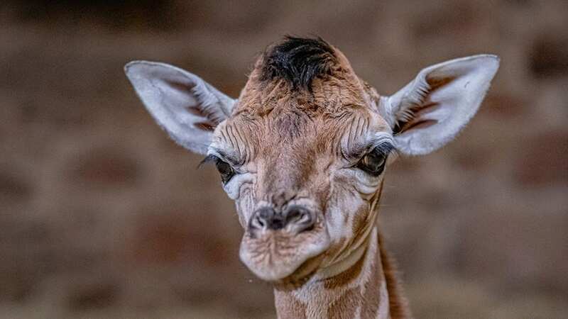 Baby Rothschild’s giraffe born at Chester Zoo already weighs more than 70kg and stands at 6ft (1.8m) tall (Image: Chester Zoo/SWNS)