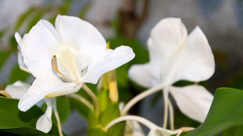 Common kitchen scraps could transform your lilies (Image: Getty Images/iStockphoto)