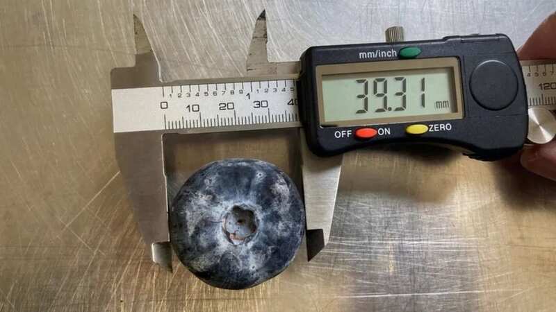 Guinness World Records said this is now the biggest blueberry in the world (Image: COSTA BERRIES)