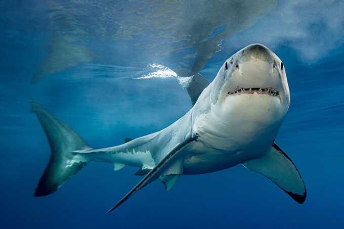 A terrifying shark attack has left a 64-year-old Brit fighting for their life, prompting an urgent warning