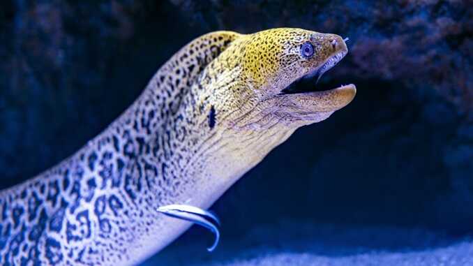 Brussels accuses Britain of being overly environmentally conscious in Brexit eel dispute