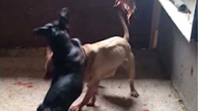 ’Dr Death’ and Essex gang who held brutal dog fights jailed