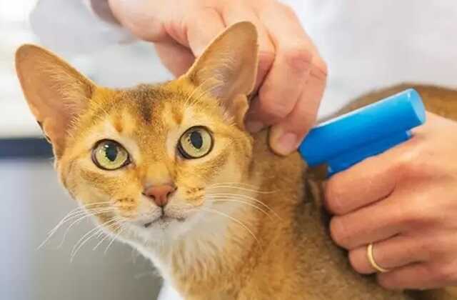 Owners who do not microchip cats face £500 fines