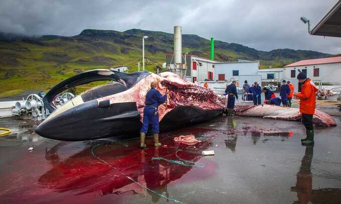 A fin whale carcass is cut up in Hvalfjörður, Iceland. The whale, deemed ‘vulnerable’ by the IUCN, was still classed as endangered in 2018. Photograph: B Compagnon/Sagaphoto/Alamy