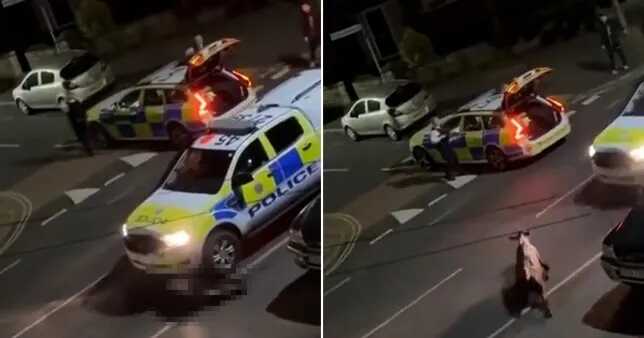 Home Secretary denounces disturbing video of police car ramming a cow