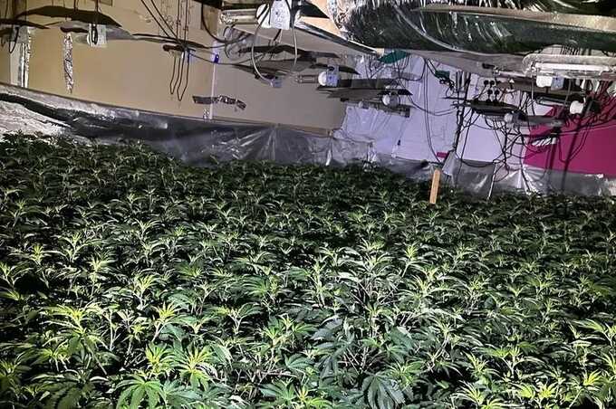 Over 3,000 cannabis plants were seized by police (Image: GMP)