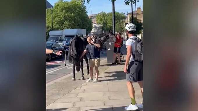 Military horses have run loose again in central London