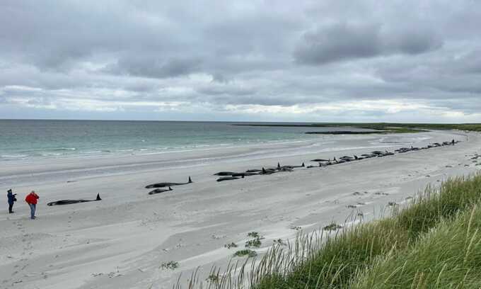 Large pod of pilot whales almost wiped out after stranding on Orkney beach