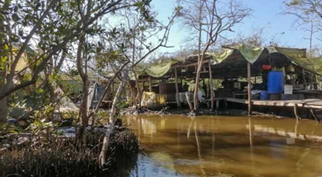 Mexico’s mangroves: from protectors of sea life to narco hideouts