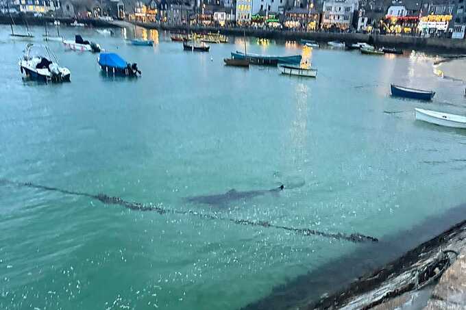 Terrified children flee the sea screaming after 10ft shark is spotted at Cornish harbour