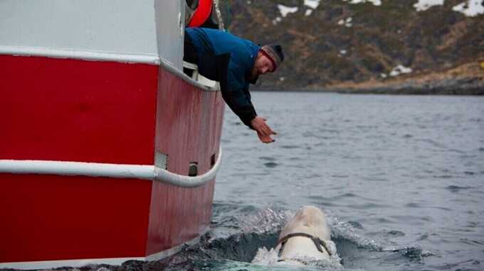 Hvaldimir was said to be very tame and liked human interaction. Pic: AP