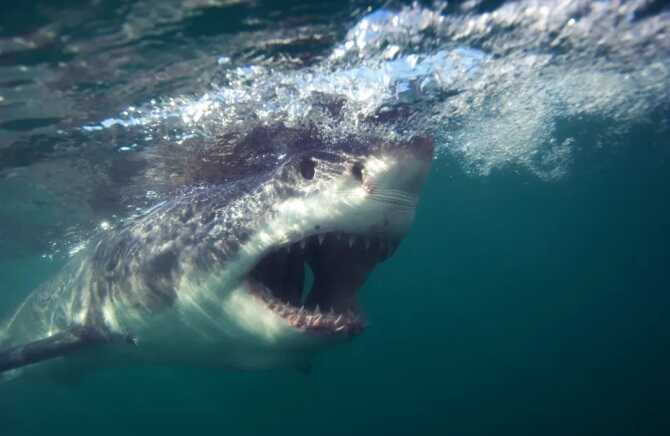 Scientists think great white sharks could be in UK watersCredit: Getty