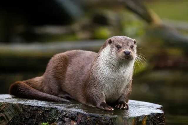 River otter attacks are rare and six have been documented over the past decade in Washington state (Picture: Getty Images)