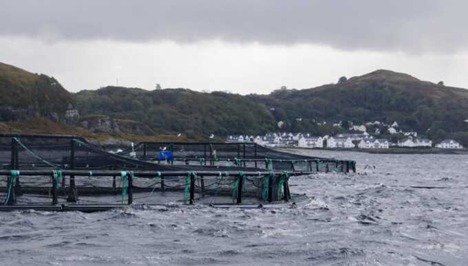 Scottish salmon farm allegedly removed tons of dead fish before inspection, charity claims