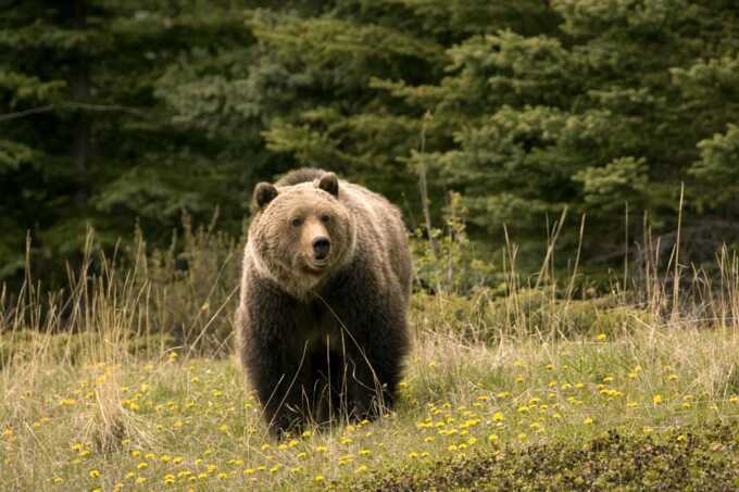 55-year-old man fatally mauled by bear while mushroom picking in Slovakia