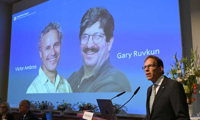 Nobel Committee Secretary General Thomas Perlmann speaks to the media in front of a picture of this year’s laureates Victor Ambros and Gary Ruvkum during the announcement of the winners of the 2024 Nobel Prize in Physiology or Medicine at the Karolinska Institute in Stockholm on October 7, 2024. Photograph: Jonathan Nackstrand/AFP/Getty Images