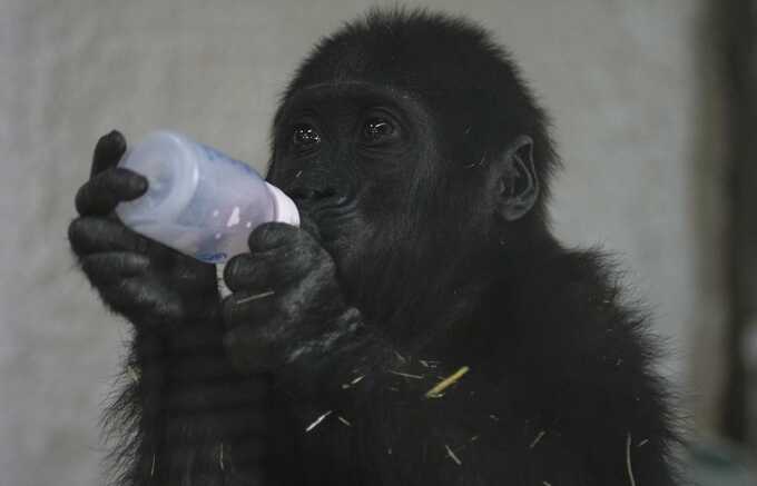 Baby gorilla rescued from Turkish Airlines plane cargo hold