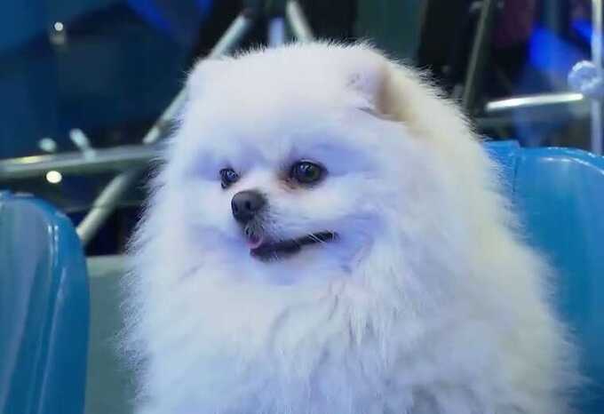 Lukashenko’s dog ’marked’ the Belarus elections, mocking the process