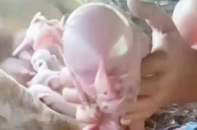 Piglet with ’human-like’ features and no eyes emits a bloodcurdling cry