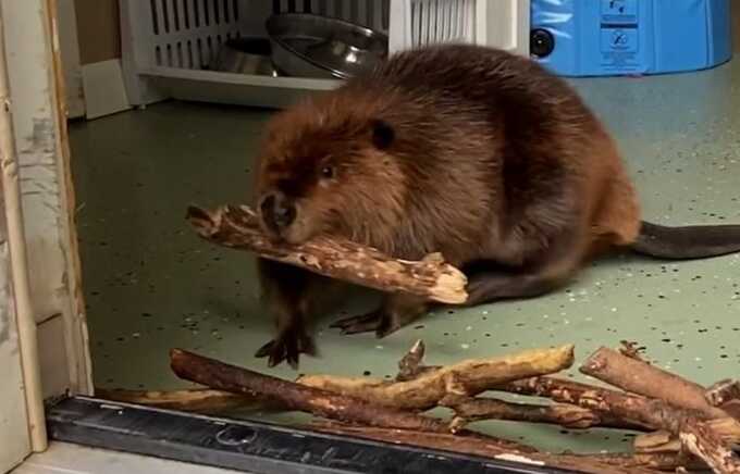 Beavers construct a dam overnight, accomplishing a task that would have cost £900,000