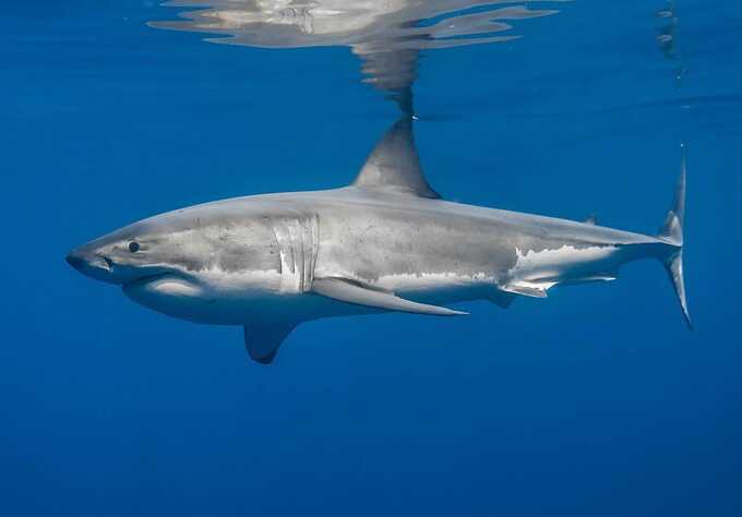 ’Largest great white shark ever’ discovered in the Atlantic Ocean