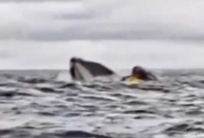 Shocking moment when whale swallows kayaker whole before spitting him back out