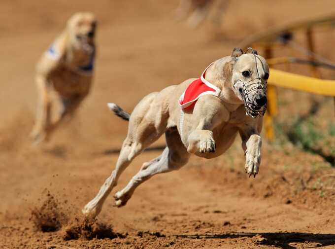 Welsh government outlines plans to prohibit greyhound racing