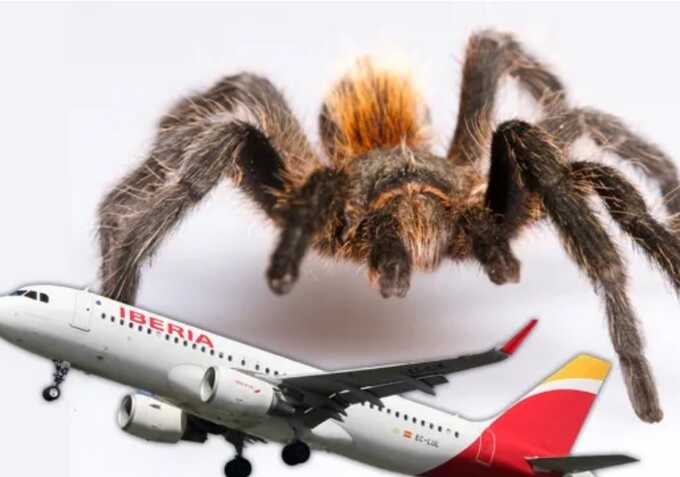 Pilot bitten by tarantula during flight after it boarded the plane during a layover