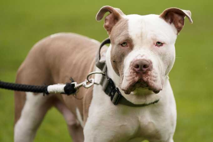 Woman arrested after unleashed XL Bully rips apart schnauzer in Banbury park
