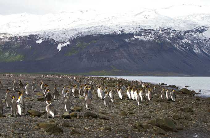 Trump’s trade war hits penguin-inhabited islands, leaves Australia stunned