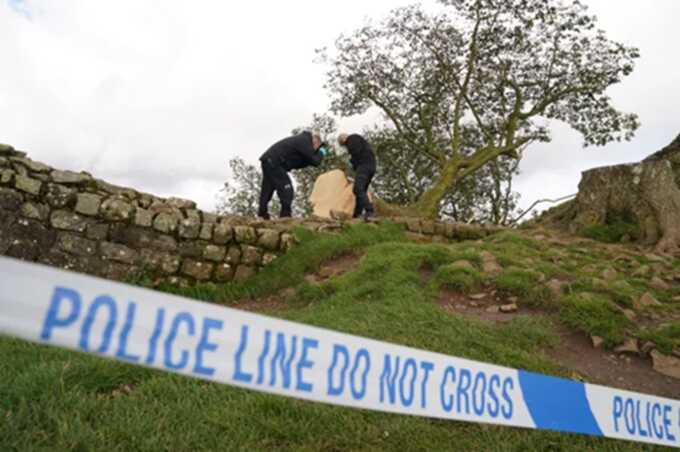 Forensic investigators examining the felled Sycamore Gap tree, on Hadrian’s Wall (Picture: Owen Humphreys/PA Wire)