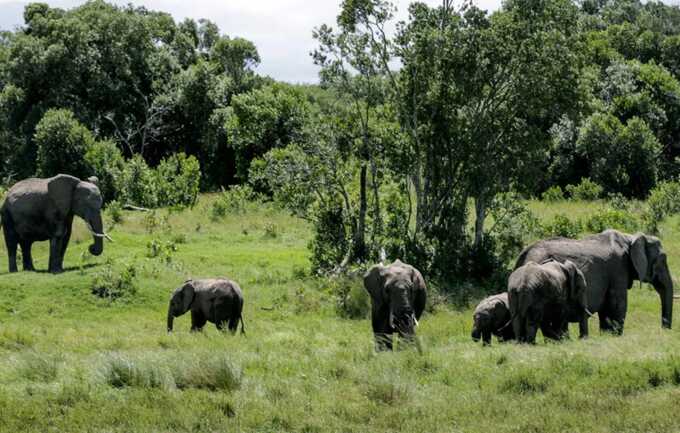 British and New Zealand tourists killed in elephant attack during Zambia walking safari