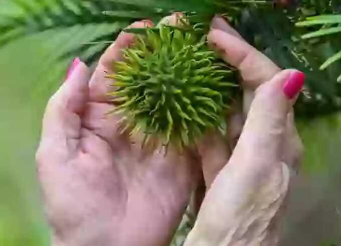 ’Money really does grow on trees’: pensioners find £5,000 seed haul in garden