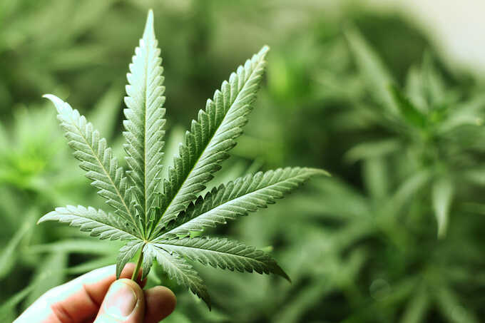 Police seize £522,000 worth of cannabis in Motherwell: two men arrested