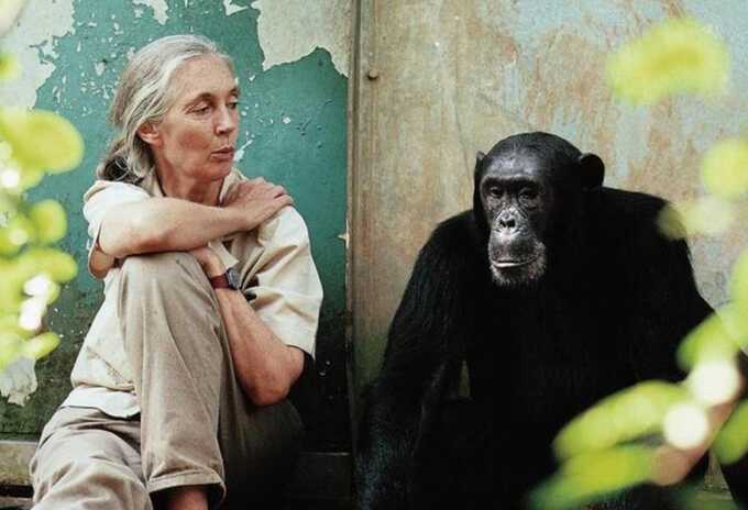 UN Peace Messenger and chimpanzee researcher Dame Jane Goodall dies in California