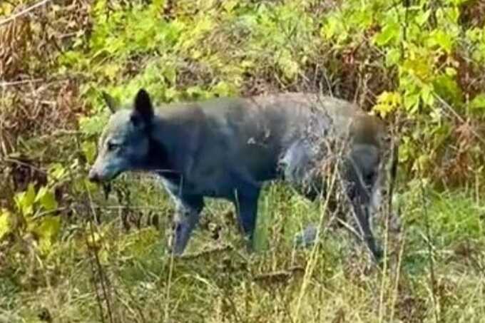Dogs with blue fur spotted at Chernobyl