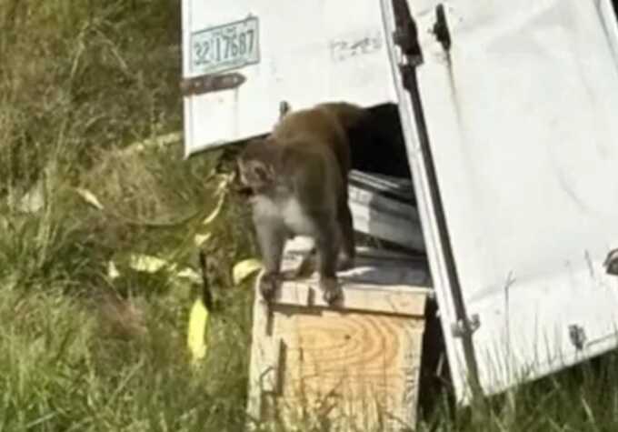 Truck carrying lab monkeys feared to have deadly viruses crashes in Mississippi