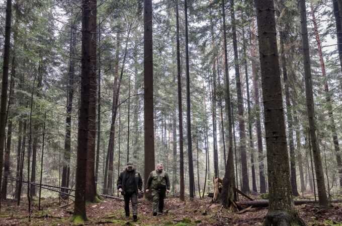 Tragedy in German forest as 100ft tree kills mother, baby and teenager