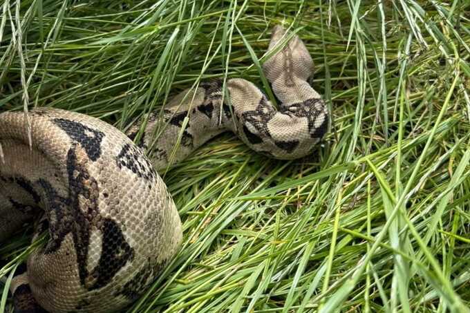 Girl, 12, finds huge boa constrictor blocking her golf ball in Darlington