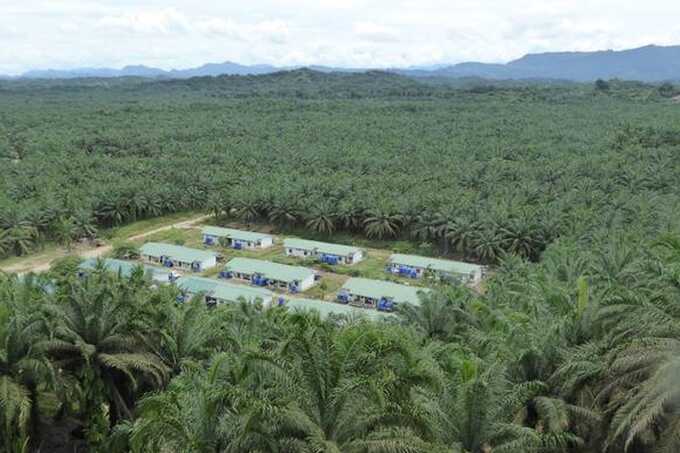 Swiss groups launch referendum to block Malaysia trade deal over palm oil concerns